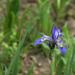 Wild iris in the Pecos Wilderness, New Mexico