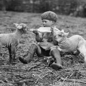 Boy feeding lambs on Crosss Farm