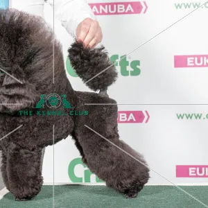 2018 Best in Breed Poodle (Toy)