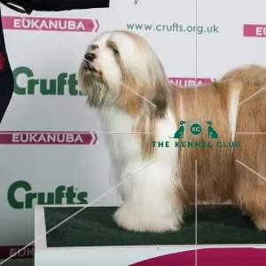 2018 Best of Breed Tibetan Terrier