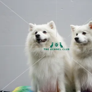 Best Of Breed Dogs And People Small Dog Cute