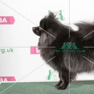Best of Breed GERMAN SPITZ (KLEIN)