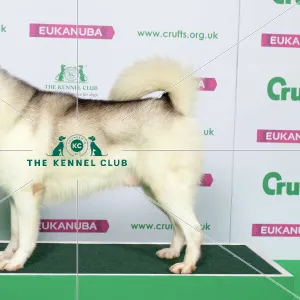 Greenland Dog