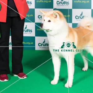 Best of Breed JAPANESE AKITA INU Crufts 2022