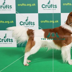 Best of Breed KOOIKERHONDJE Crufts 2023