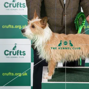 Best of Breed PORTUGUESE PODENGO (WARREN HOUND) Crufts 2023