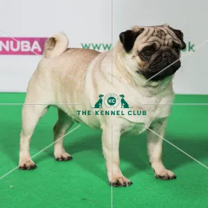 Best of Breed PUG