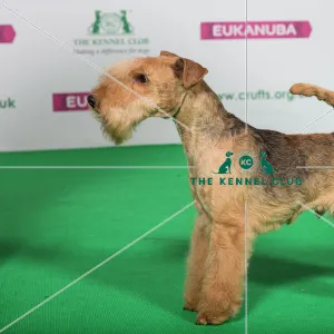 Best of Breed Winner LAKELAND TERRIER