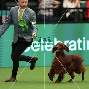 Blake Crocker from Somerset with Gloria, an Irish Setter, which was the Best of Breed winner today (Thursday 09.03.23), the first day of Crufts 2023, at the NEC Birmingham