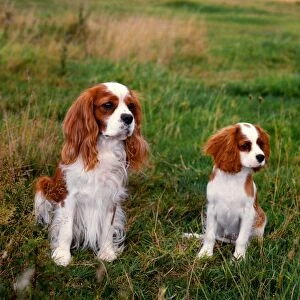 Cavalier King Charles Spaniel and puppy