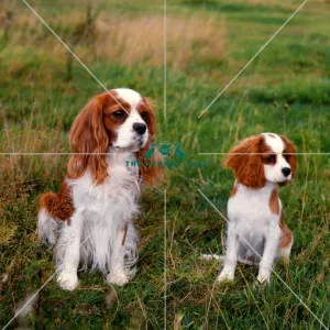 Cavalier King Charles Spaniel and puppy