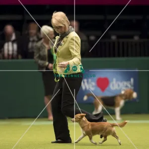 Crufts 2017