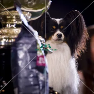 Crufts 2019 - Best in Show