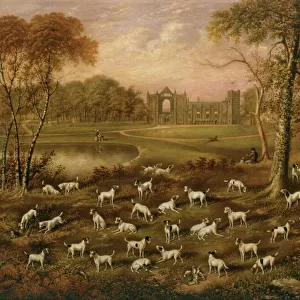 Fox Terriers at Newstead Abbey