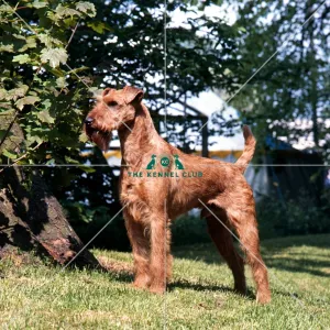 Irish Terrier