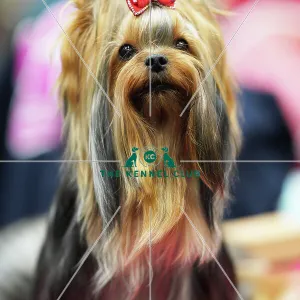 Lucie Fialova from Czech Republic with Cirilla, a Yorkshire Terrier, (Sunday 12.03.23), the last day of Crufts 2023, at the NEC Birmingham