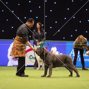 Neapolitan Mastiff (Noncc)