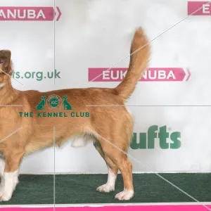 PORTUGUESE PODENGO Best of Breed Crufts 2017