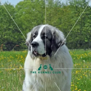 Pyrenean Mastiff (Imp)