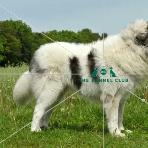 Pyrenean Mastiff (Imp)