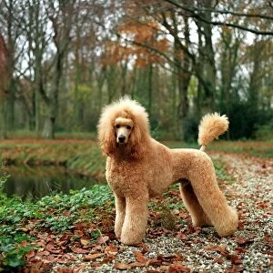 standing, autumn, leaves, lake, water, river, poodle, trees, outside, grass, small