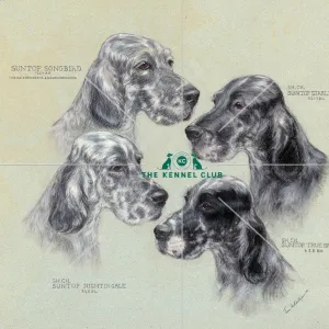Suntop English Setters