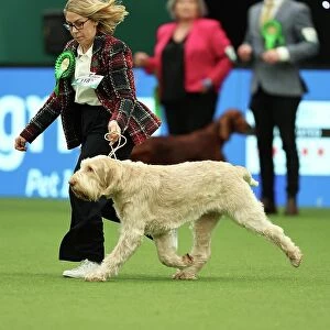 Trudi Jones from Pembrokeshire with Flossy, an Italian Spinone, which was the Best of Breed winner today (Thursday 09.03.23), the first day of Crufts 2023, at the NEC Birmingham