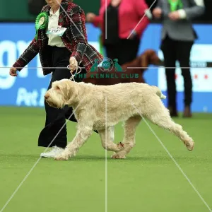 Trudi Jones from Pembrokeshire with Flossy, an Italian Spinone, which was the Best of Breed winner today (Thursday 09.03.23), the first day of Crufts 2023, at the NEC Birmingham