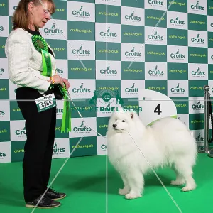 Working group 4th Place Crufts 2023