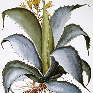 AGAVE, 1613. Agave americana: colored engraving from Basilius Beslers Hortus Eystettensis (Altdorf, 1613)