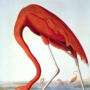 Flamingos Photographic Print Collection: Related Images