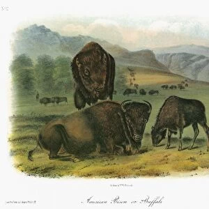 AUDUBON: BUFFALO. American bison, or buffalo (Bison bison, or Bison americanus)