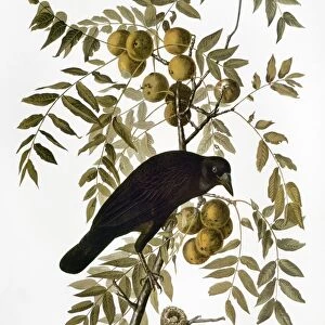 AUDUBON: CROW. American Crow (Corvus brachyrhynchos / Corvus Americanus), from John James Audubons The Birds of America, 1827-1838
