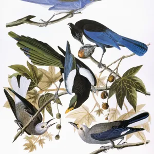 AUDUBON: JAY AND MAGPIE. Scrub jay (Aphelocoma coerulescens), Stellers jay (Cyanocitta stelleri), yellow-billed magpie (Pica nuttalli), and Clarks nutcracker (Nucifraga columbiana), from John James Audubons Birds of America, 1827-1838