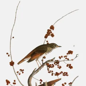 Thrushes Gallery: Hermit Thrush