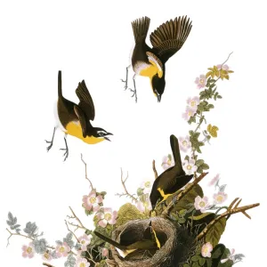 Honeyeaters Jigsaw Puzzle Collection: Yellow Chat