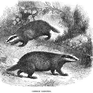 BADGERS. Common European badger (Meles meles). Wood engraving, English, 19th century