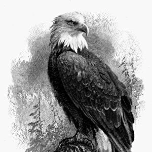 BALD EAGLE, 1870. Old Abe, the bald eagle which was the mascot of the Eight Wisconsin Regiment during the American Civil War. American banknote engraving, c1870