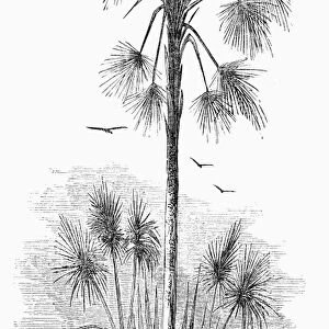 BOTANY: ITA PALM. Mauritia flexuosa. Found near the Orinoco River in Venezuela. Wood engraving, 19th century