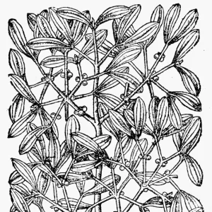 BOTANY: MISTLETOE, 1597. Viscum Album. Woodcut