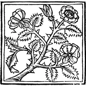 BOTANY: ROSE, 1503. Woodcut from De Viribus Herbarum, by Macer Floridus, published at Paris