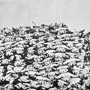 BUFFALO SKULLS, 1892. Buffalo skulls gathered on the Plains for use as animal charcoal