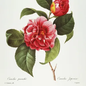 CAMELLIA, 1833. Red camellia (Camelia japonica). Engraving after a painting by Pierre-Joseph Redout