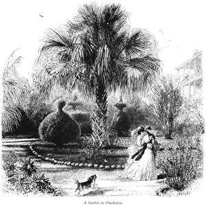 CHARLESTON: GARDEN, 1872. A palmetto in a private garden at Charleston, South Carolina. Wood engraving, 1872