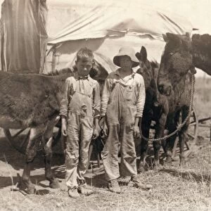 CHILD LABOR, 1917. A pair of truants, tending their fathers mules during school hours