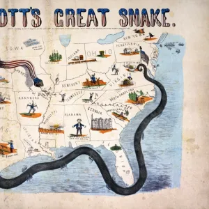 Snakes Mounted Art Print Collection: Anaconda