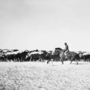 COWBOYS, 1940. Bringing in cattle from a blizzard in Lyman County, South Dakota, 1940