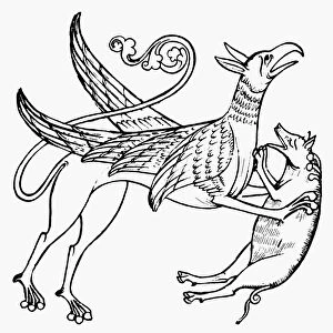 GRIFFIN KILLING A BOAR. From a 12th century bestiary manuscript