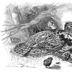GROUSE AND YOUNG. Line engraving after a drawing by James Carter Beard (1837-1913)