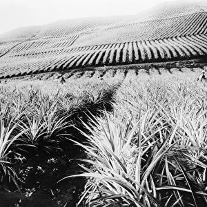 HAWAII: PINEAPPLE FARM. A pineapple plantation in Hawaii